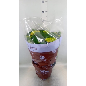 Hydrangea mac. 'Rosita'