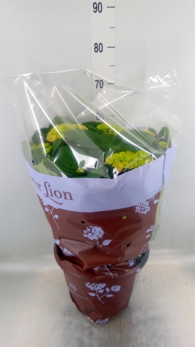 <h4>Hydrangea mac. 'Rosita'</h4>