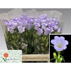 Camp M Champion Lavendel