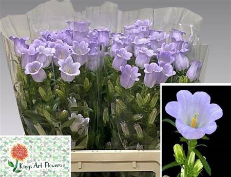 <h4>Camp M Champion Lavendel</h4>