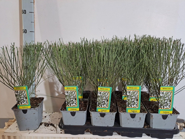 <h4>Cytisus White Lion</h4>