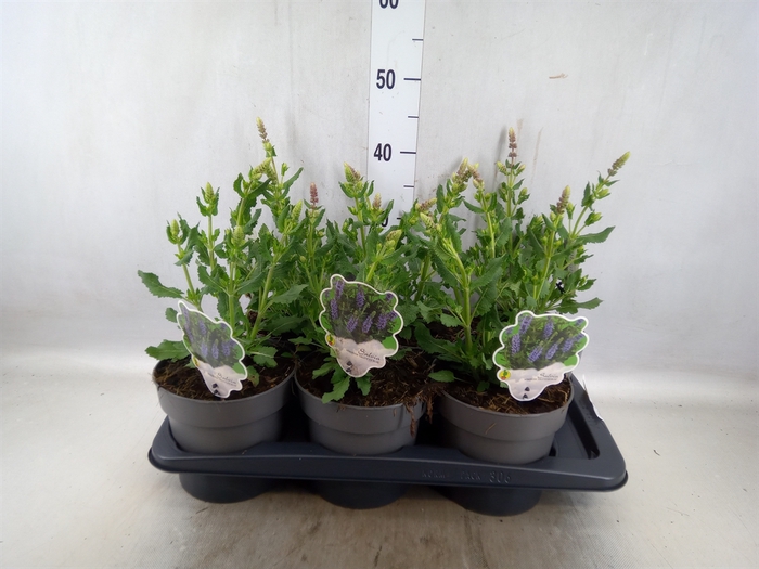 <h4>Salvia nemorosa</h4>