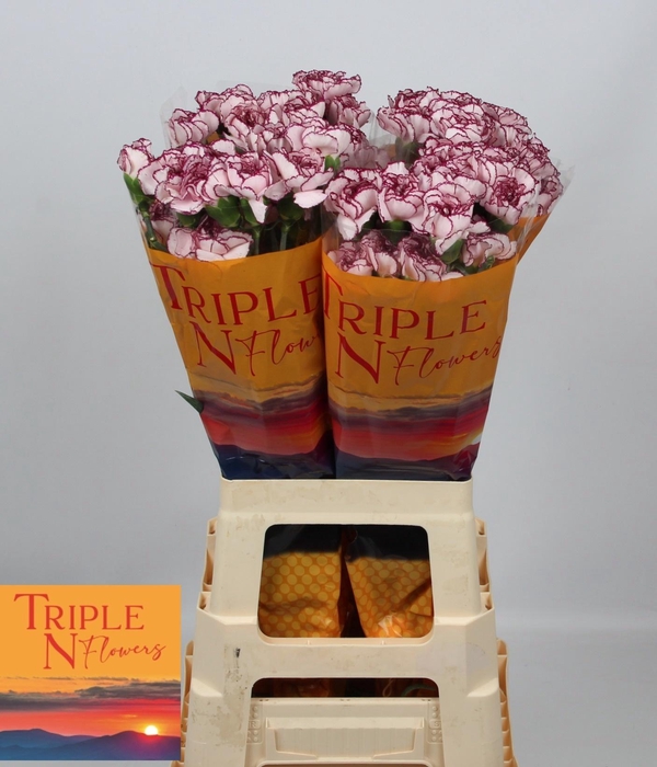 <h4>DI ST DAMASCUS</h4>