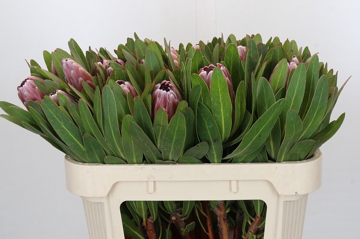 <h4>Protea Pink Ice</h4>