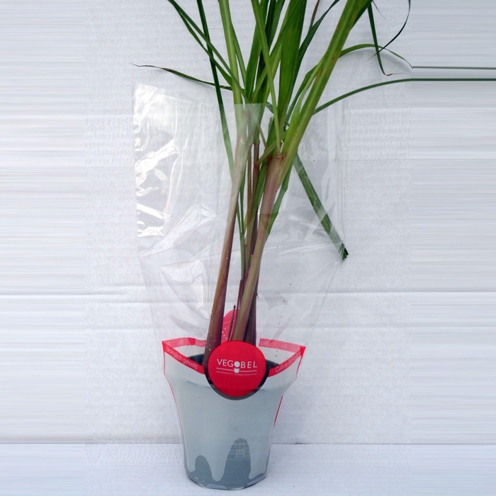 <h4>Citroengras P9</h4>