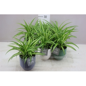 Chlorophytum Co Variegatum Expression Keramiek