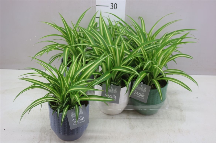 <h4>Chlorophytum Co Variegatum Expression Keramiek</h4>