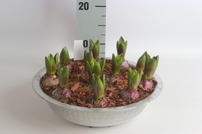 <h4>ARR HYACINTH</h4>