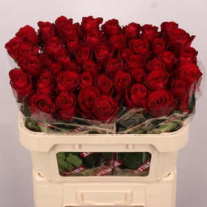 Rosa large madam red
