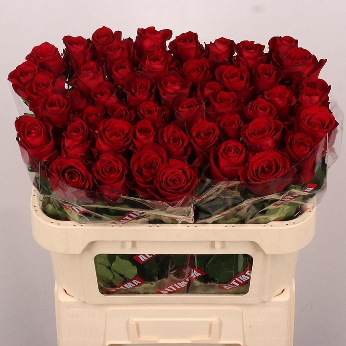 <h4>Rosa large madam red</h4>
