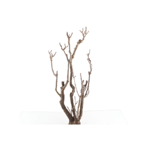 Syringa Branch Super Palange