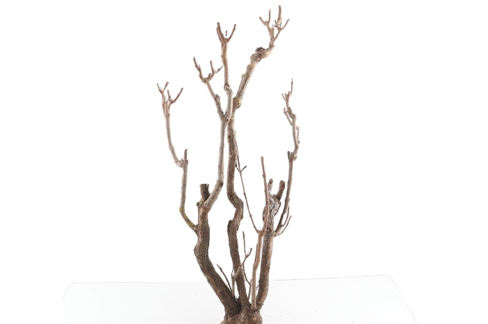 <h4>Syringa Branch Super Palange</h4>