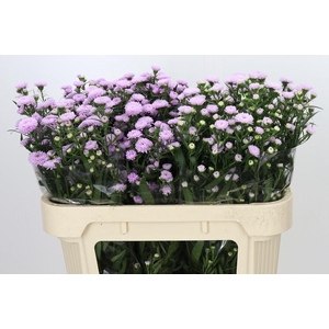 Aster Baby Pink Pearl