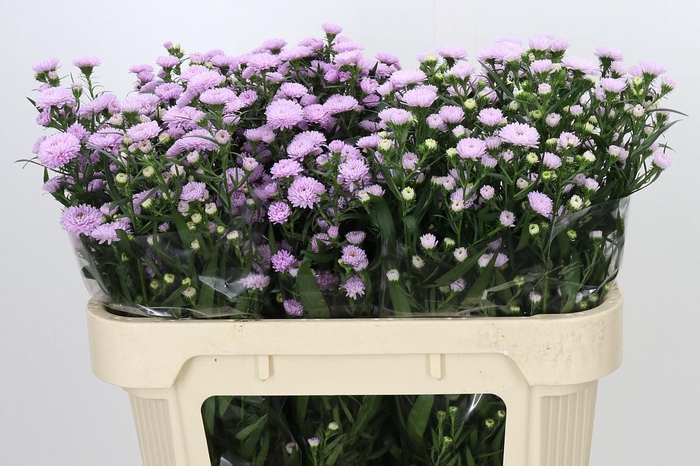<h4>Aster Baby Pink Pearl</h4>