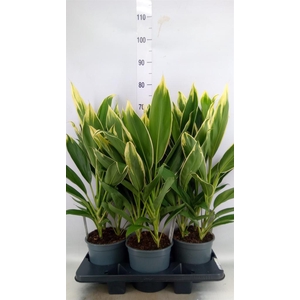 Cordyline fruti. 'Conga'