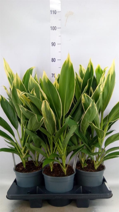 <h4>Cordyline fruti. 'Conga'</h4>