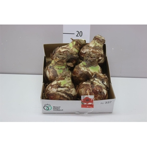 Hippeastrum Rood 36cm