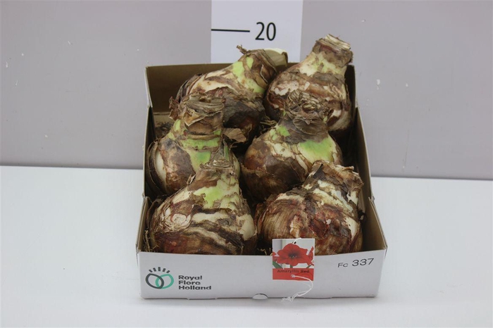 <h4>Hippeastrum Rood 36cm</h4>