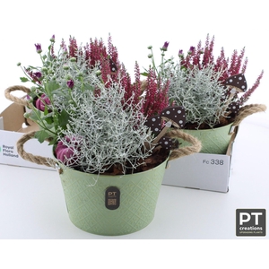 ARR GARDEN PT ZINC GREEN X3
