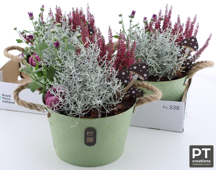 <h4>ARR GARDEN PT ZINC GREEN X3</h4>