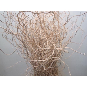 Salix Kronkelwilg Zalm