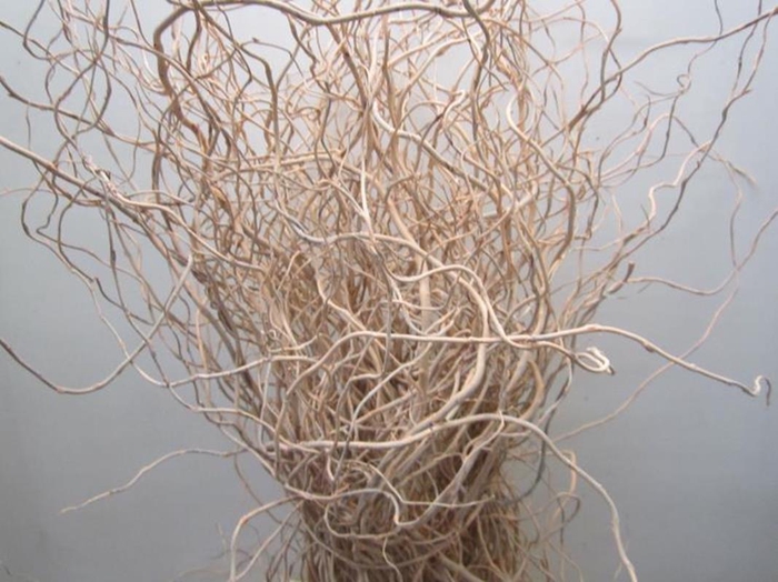 <h4>Salix Kronkelwilg Zalm</h4>