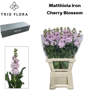 MATTH IRON CHERRY BL Big Box 60