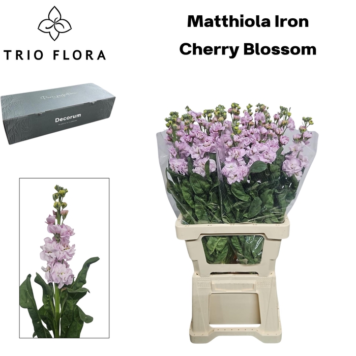 <h4>MATTH IRON CHERRY BL Box L 60</h4>