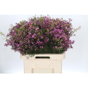 Chamelaucium Jupiter