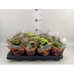 Kalanchoe blos.   ..rosebud mix  5