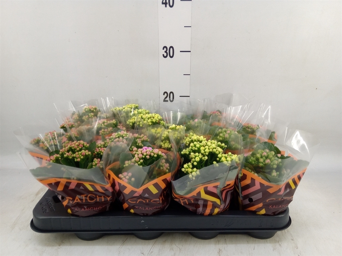<h4>Kalanchoe blos.   ..rosebud mix  5</h4>