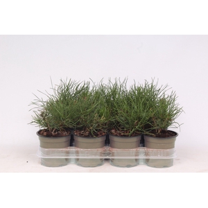 Pinus mugo pumilio