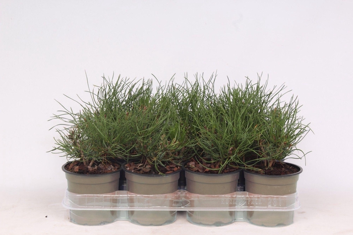 <h4>Pinus Mugo Pumilio</h4>