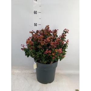 Leucothoe axillaris 'Curly Red'