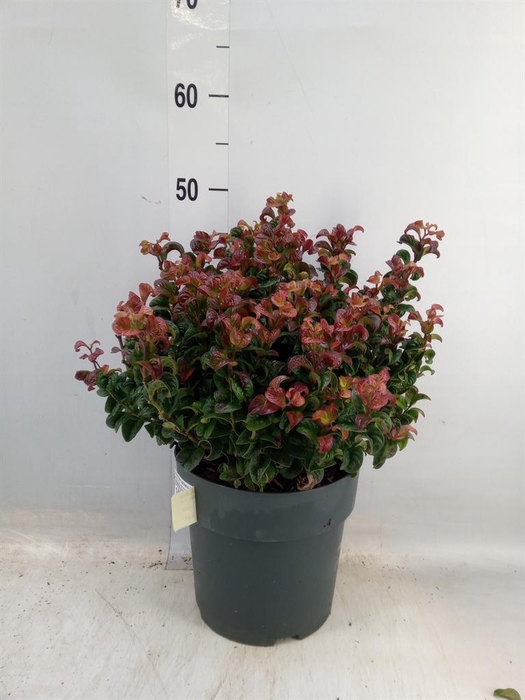 <h4>Leucothoe axillaris 'Curly Red'</h4>