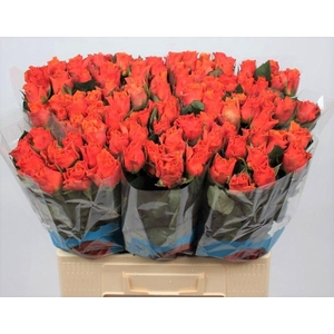 R GR ARANCIO@