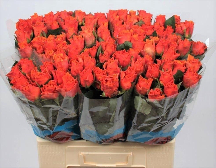 <h4>R GR ARANCIO@</h4>