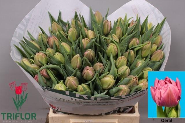 <h4>TU DU OERAL</h4>