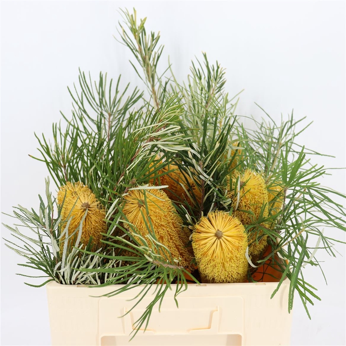 <h4>Banksia Colina</h4>