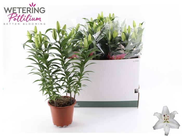 <h4>arr8 Lil Or Sun Bahamas</h4>