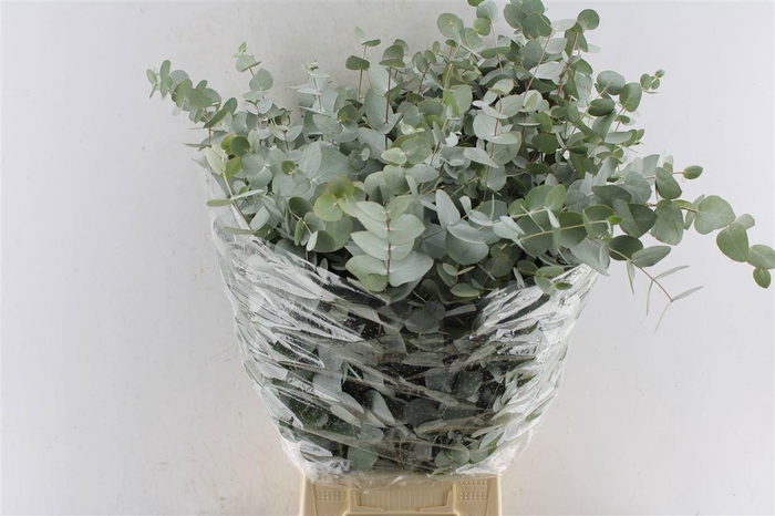 <h4>EUC CINEREA PER BOS</h4>