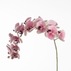 AF Phalaenopsis x17 124cm Pink