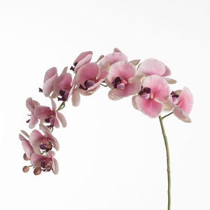 Af Phalaenopsis X17 124cm Pink