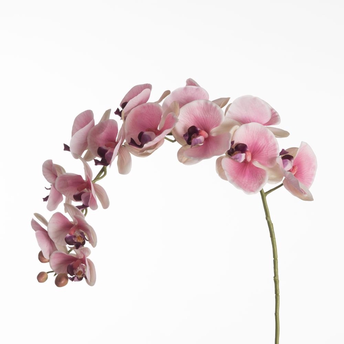 <h4>Af Phalaenopsis X17 124cm Pink</h4>