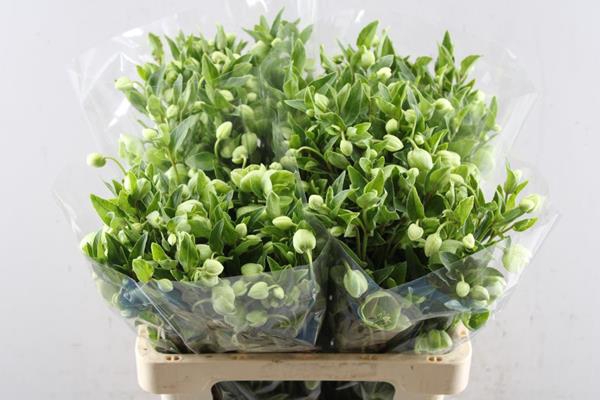 <h4>Helleborus Winterbells L 60 !!</h4>