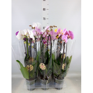 Phalaenopsis  'Elegant Cascade'