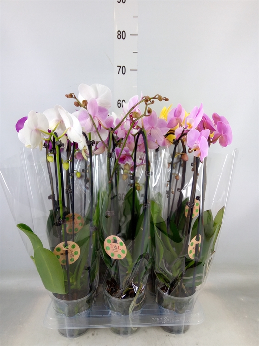 <h4>Phalaenopsis  'Elegant Cascade'</h4>