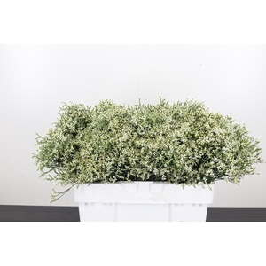 Lim Sin Clear Diamon