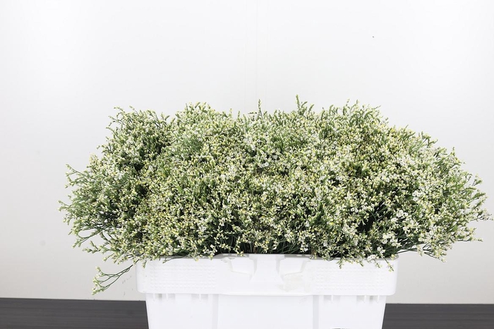 <h4>Lim Sin Clear Diamon</h4>