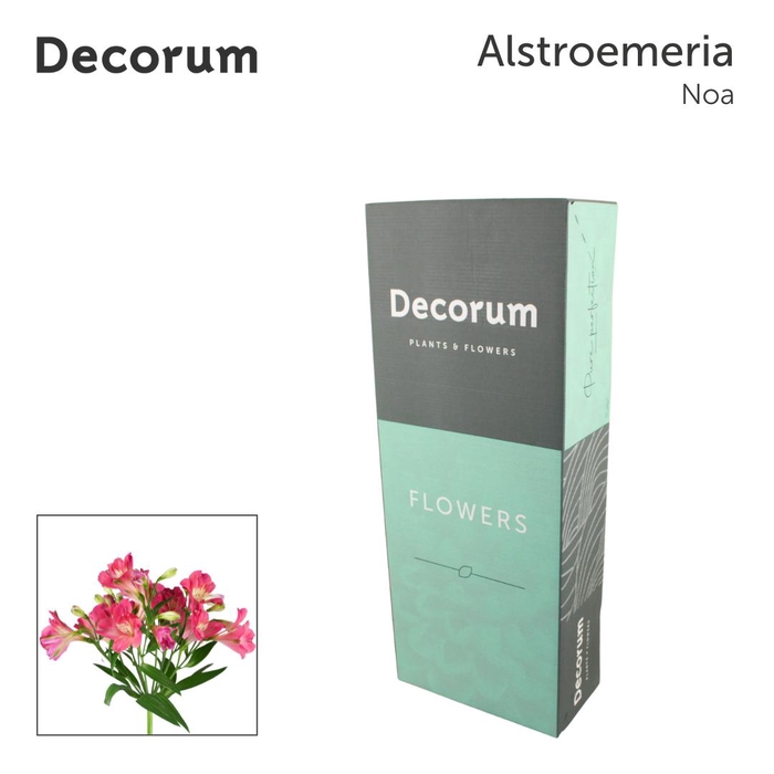 <h4>ALST FL NOA in box</h4>